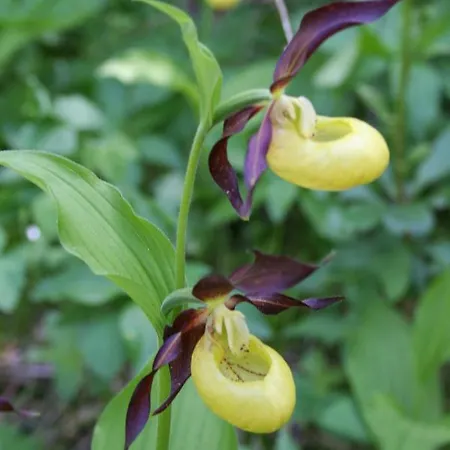 Garten- & Loggia-appartement Herrenhaus Dellach im Drautal