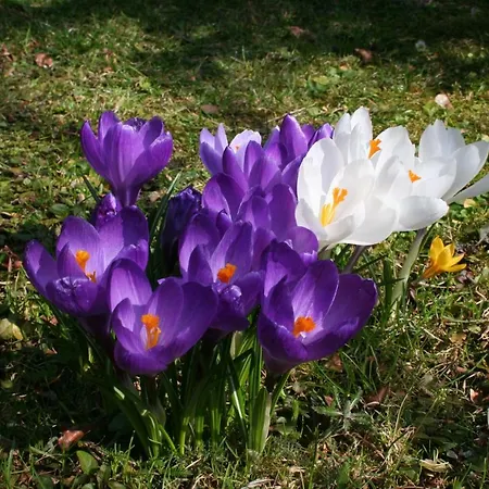 Garten- & Loggia-appartement Herrenhaus Dellach im Drautal