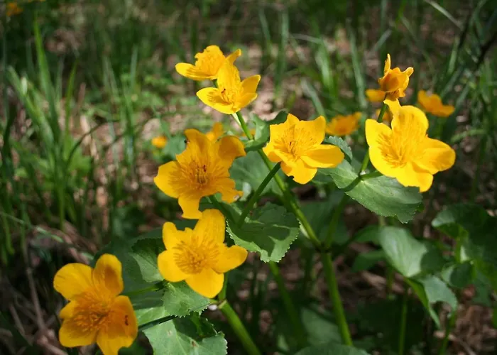 דירה Garten- & Loggia-appartement Herrenhaus