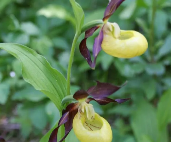 Garten- & Loggia-appartement Herrenhaus Dellach im Drautal